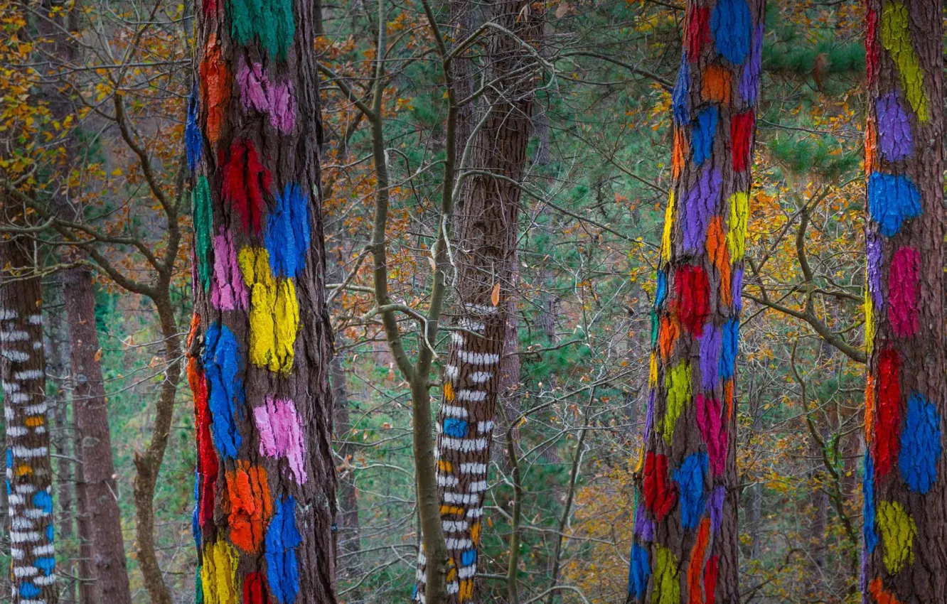 Фото обои деревья, краски, Испания, Бискайя, живой лес