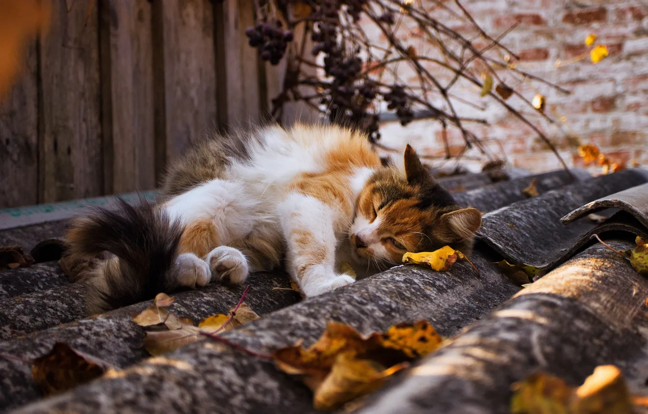 Фото обои крыша, осень, кошка, листья, свет, ветки, поза, стена
