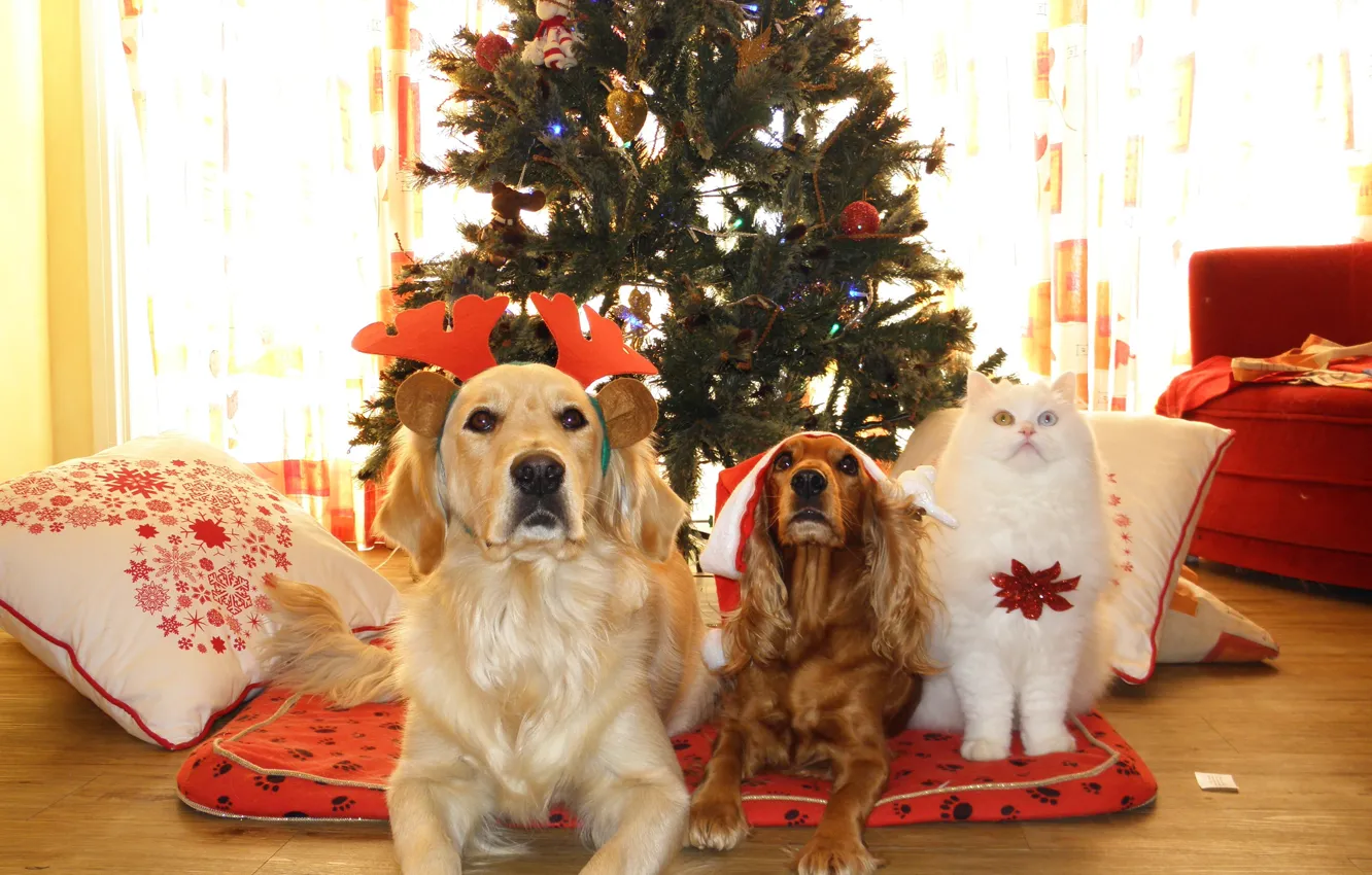 Фото обои собаки, кот, взгляд, кошки, комната, елка, мило, рождество