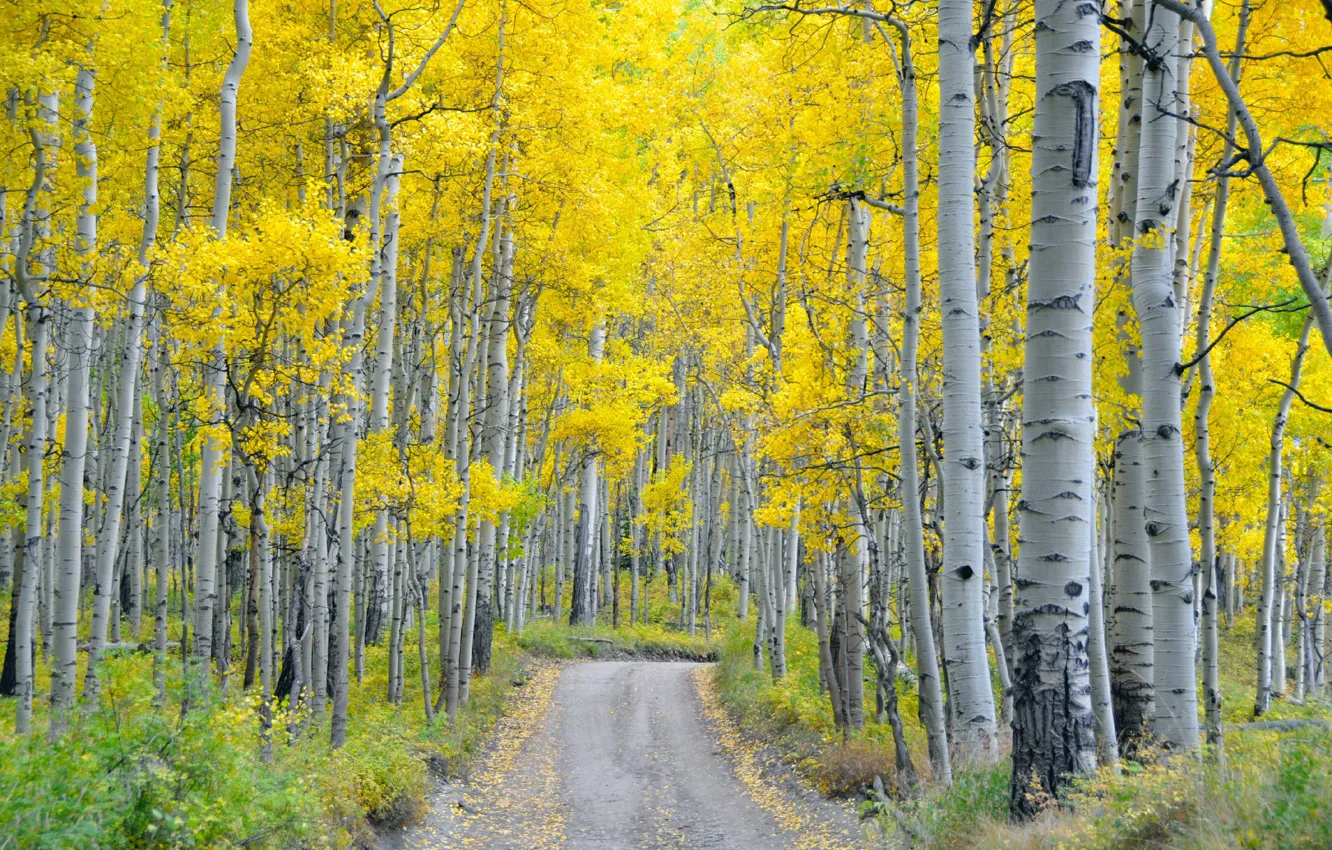Фото обои дорога, осень, лес, природа, берёзы
