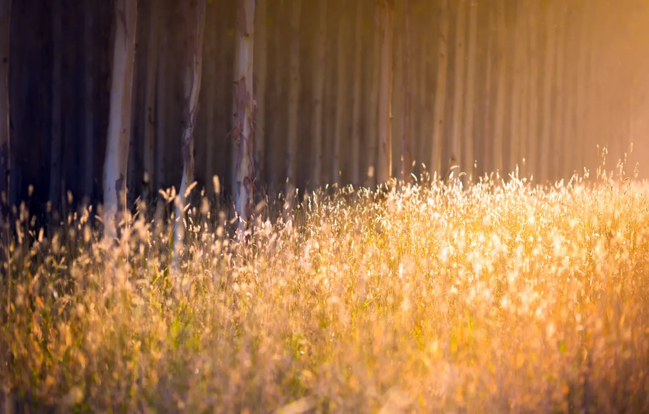 Фото обои осень, лес, трава, свет