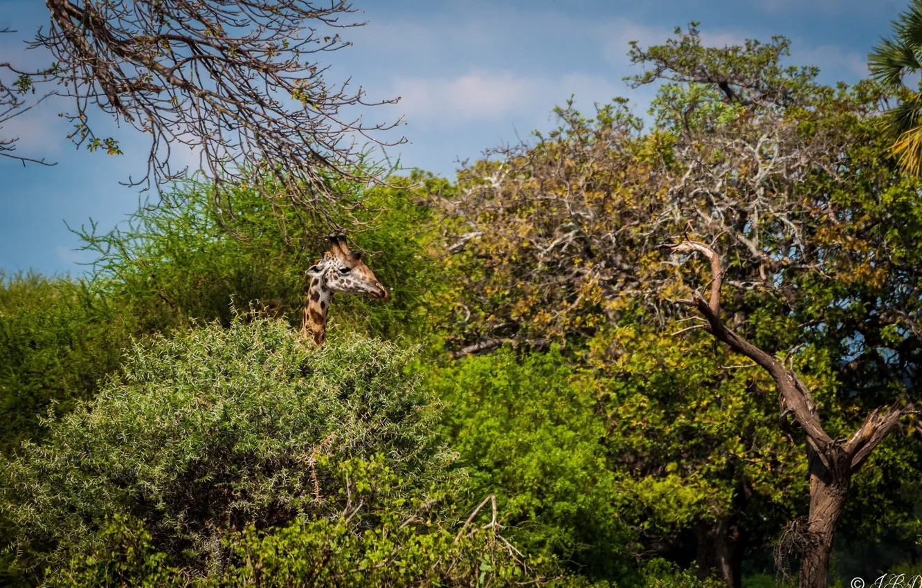 Фото обои заросли, голова, жираф, профиль, Африка