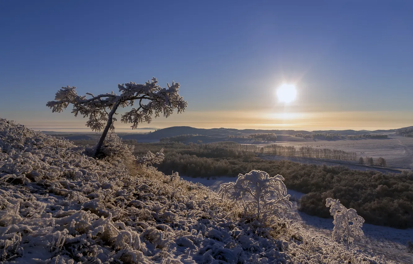 Фото обои зима, иней, лес, небо, солнце, свет, снег, пейзаж