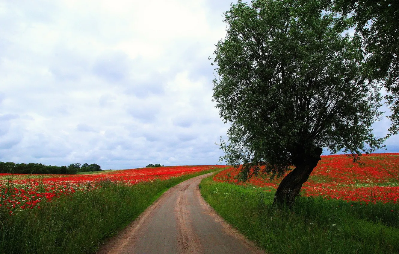 Фото обои дорога, поле, лето, пейзаж, дерево, маки