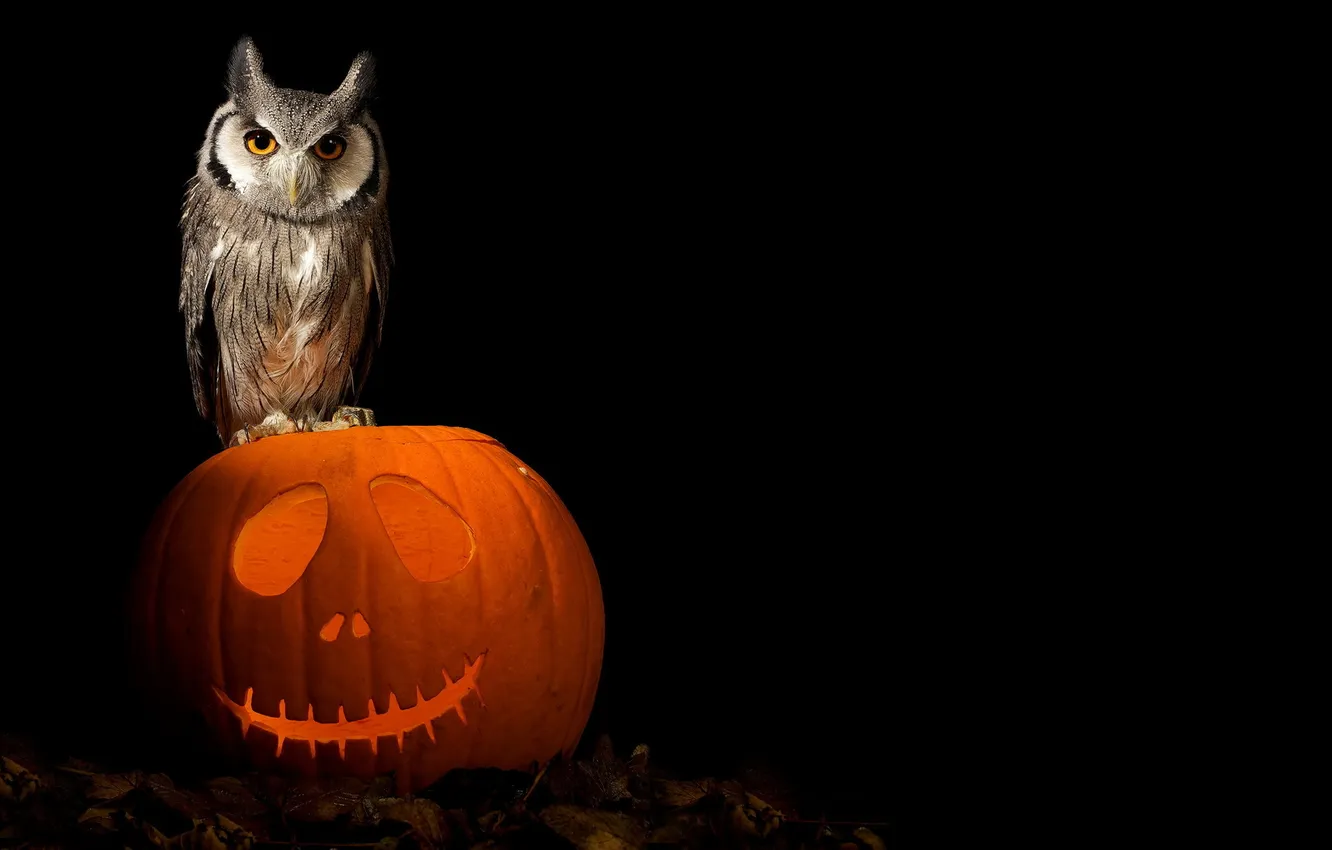 Фото обои halloween, art, pumpkin, owl