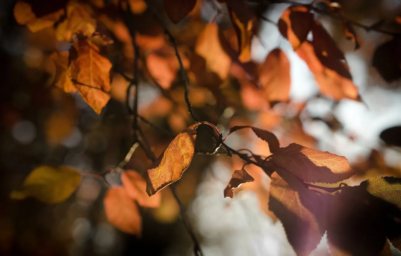 Фото обои осень, листья, солнце, макро, свет, ветка