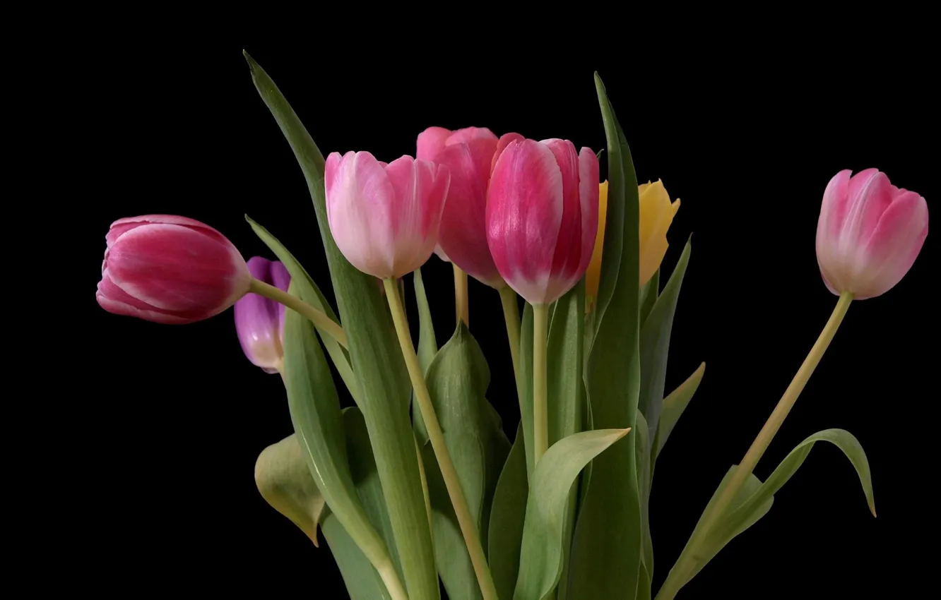 Фото обои букет, тюльпаны, чёрный фон, розовые тюльпаны