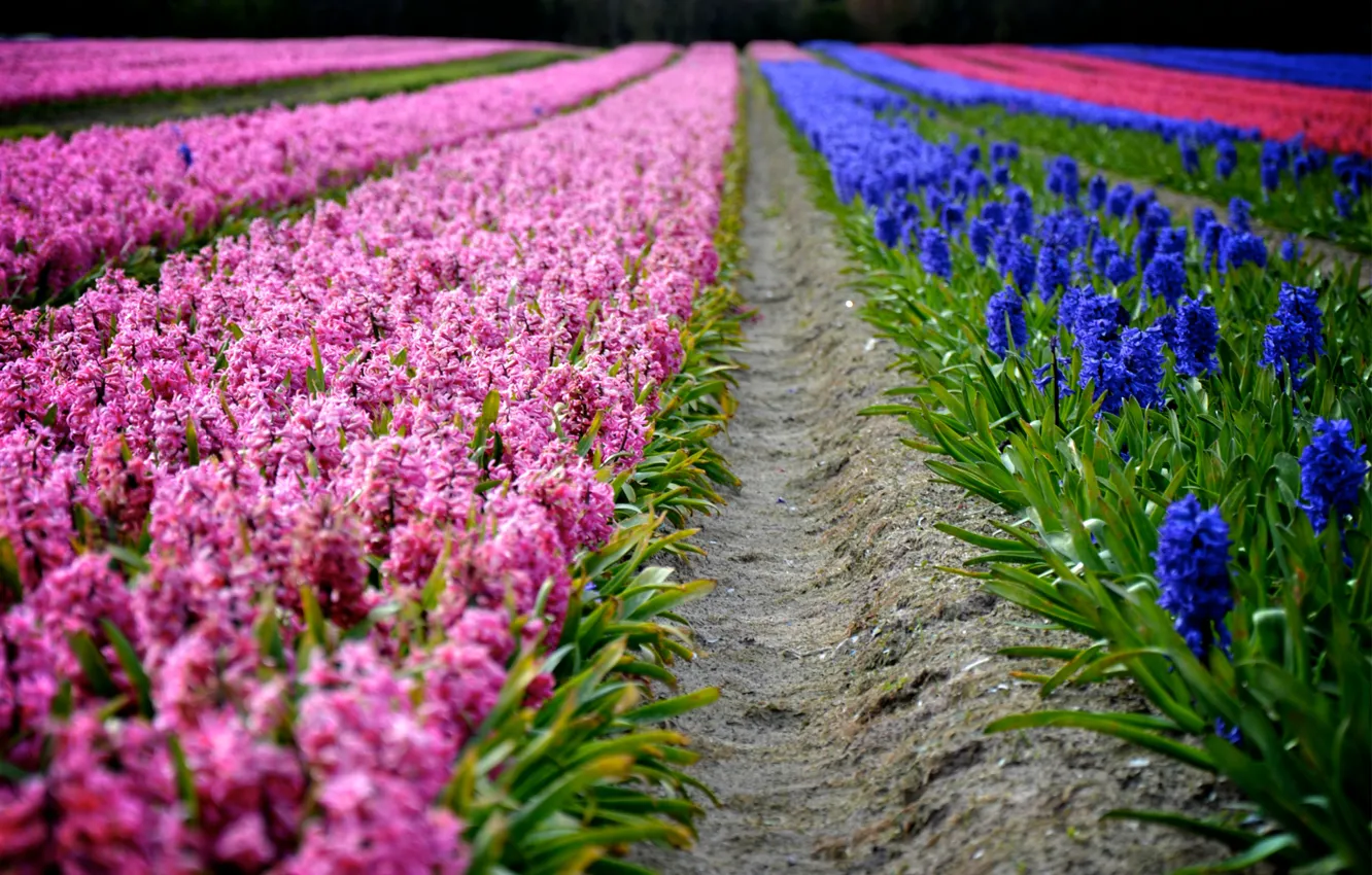 Фото обои цветы, весна, фиолетовые, розовые, ряды, плантация, гиацинты