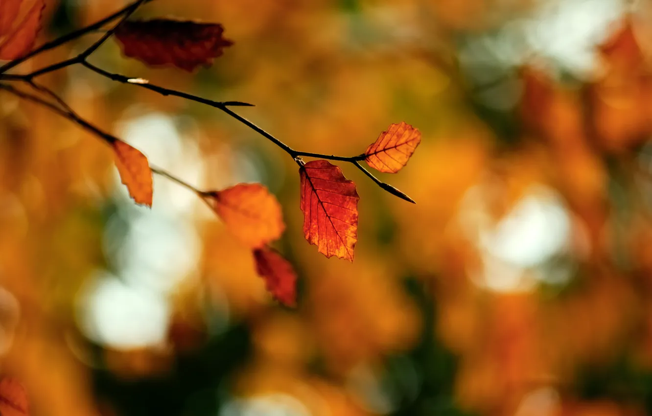 Фото обои осень, макро, блики, листва, ветка
