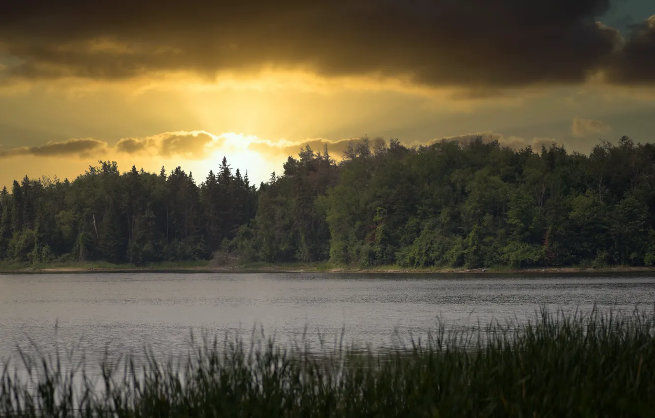 Фото обои лес, лето, закат, озеро
