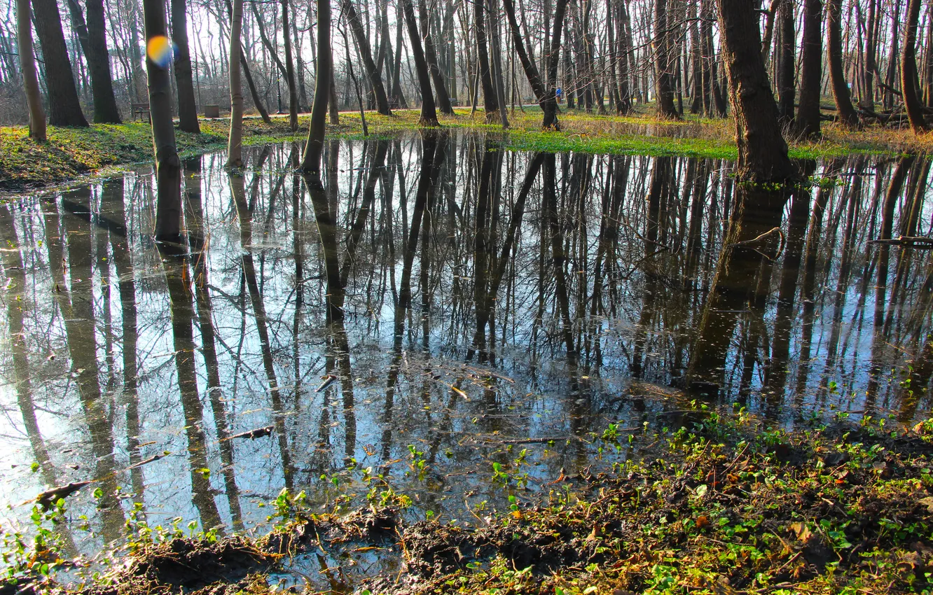 Фото обои forest, water, park, tree