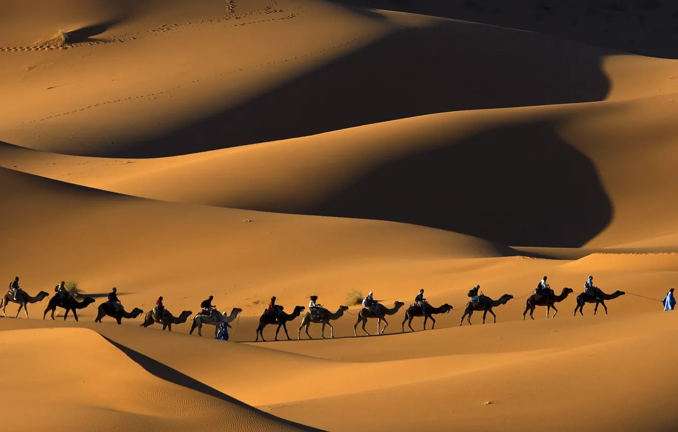 Фото обои природа, пустыня, пески, верблюды, караван, Сахара, Марокко