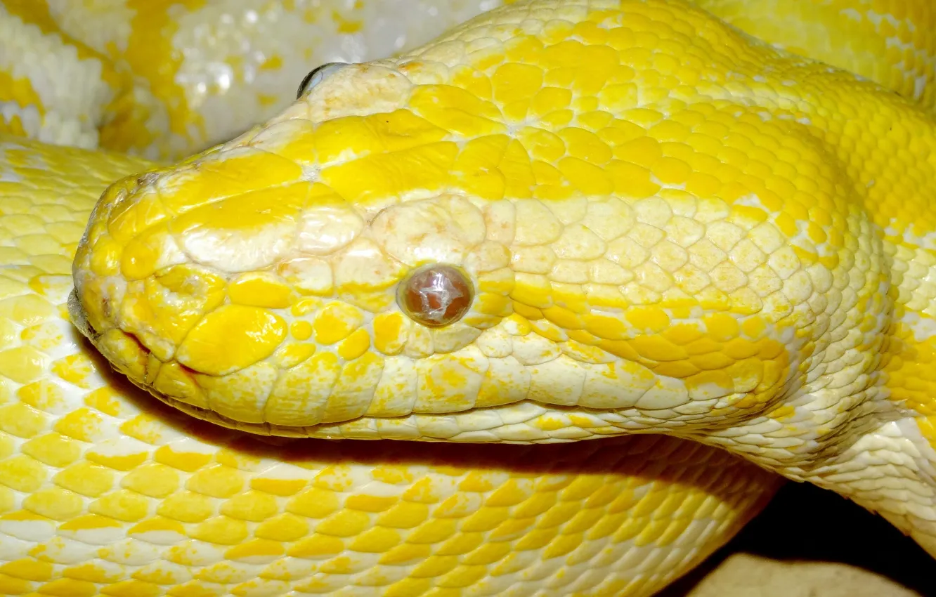 Фото обои желтый, змея, питон