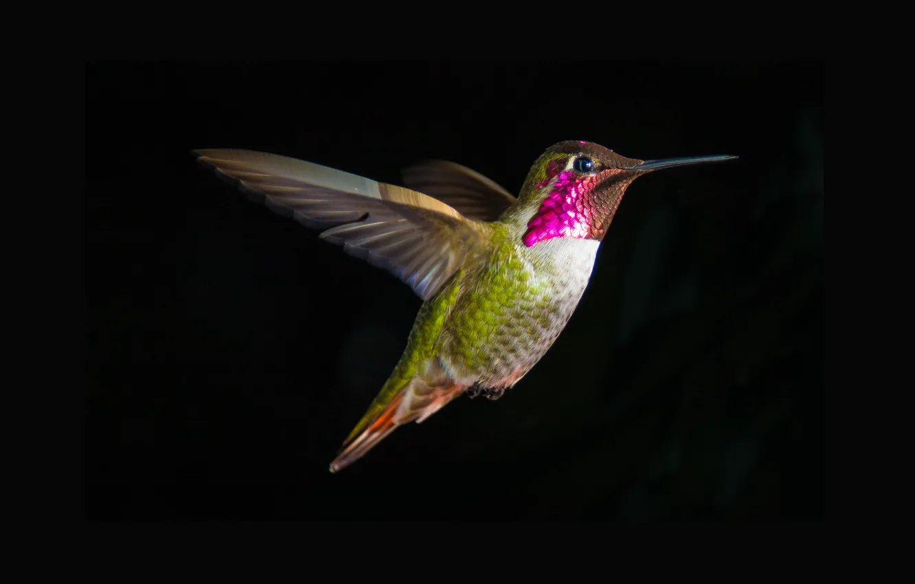 Фото обои птица, колибри, Hummingbird