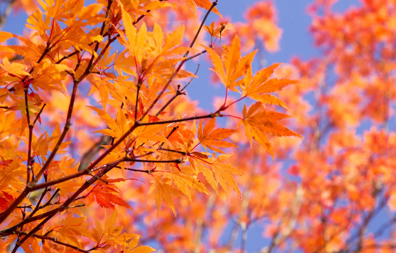 Фото обои осень, небо, листья, ветки, краски