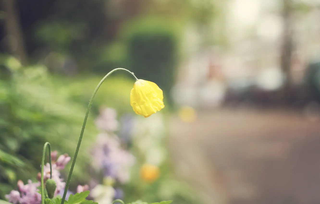 Фото обои цветок, желтые, лепестки