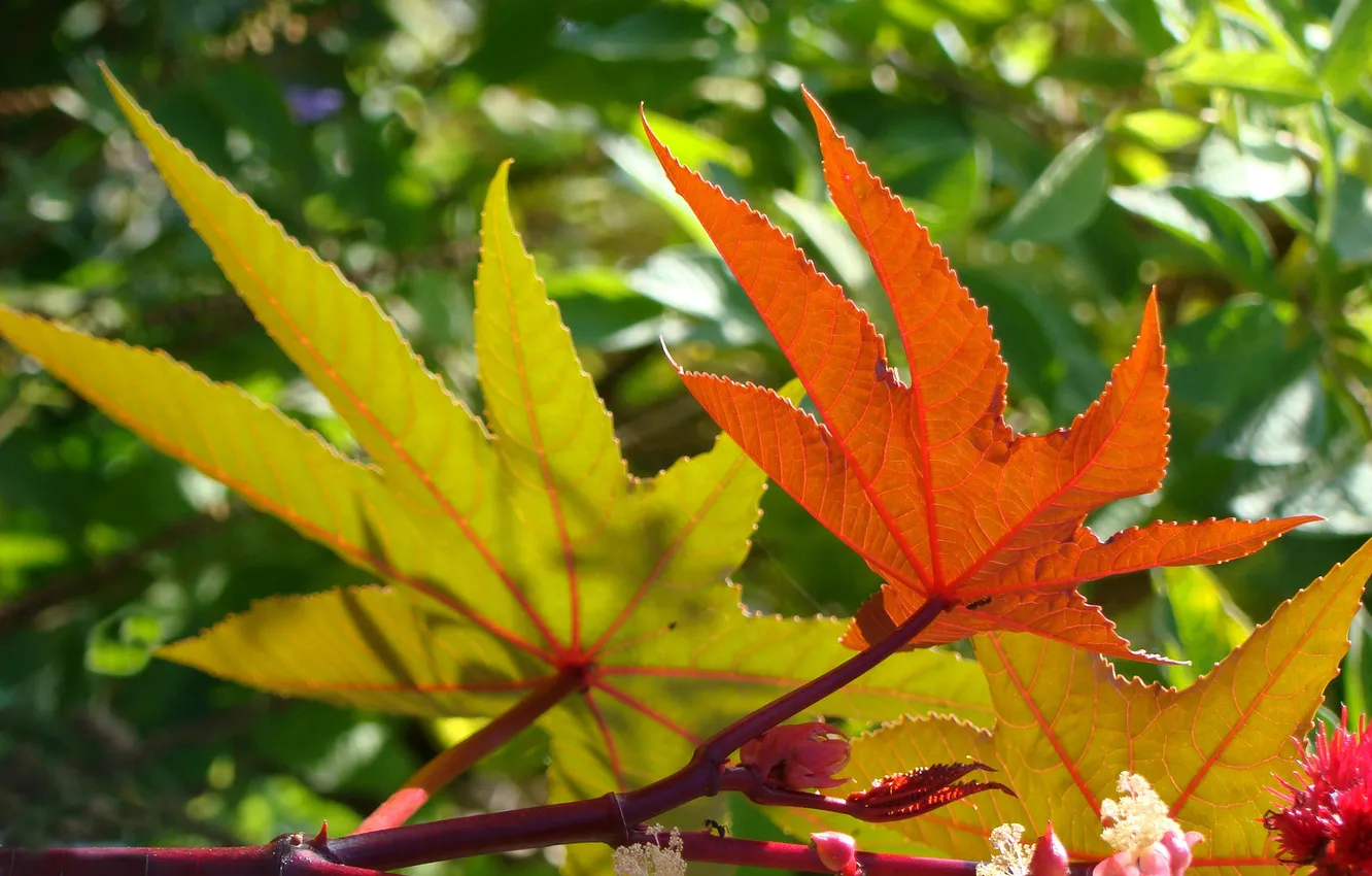Фото обои осень, листья, деревья, ветка