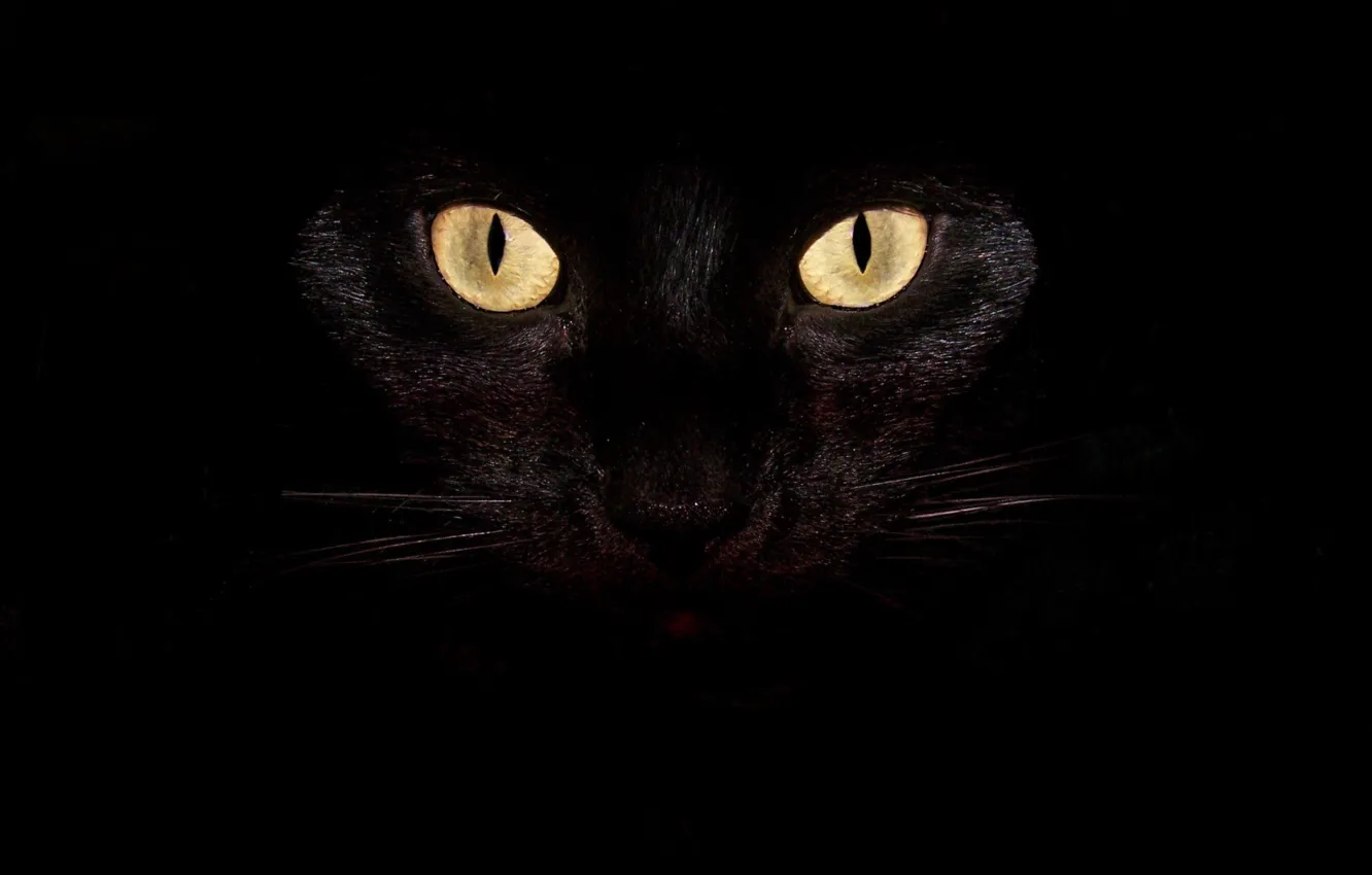 Фото обои black, cat, animal