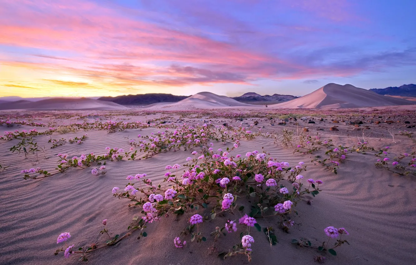Фото обои природа, Death Valley, Superbloom
