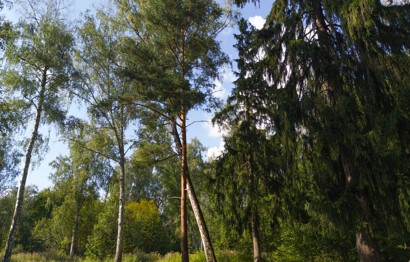 Фото обои лес, небо, трава, деревья, природа, Москва, Россия, Артём