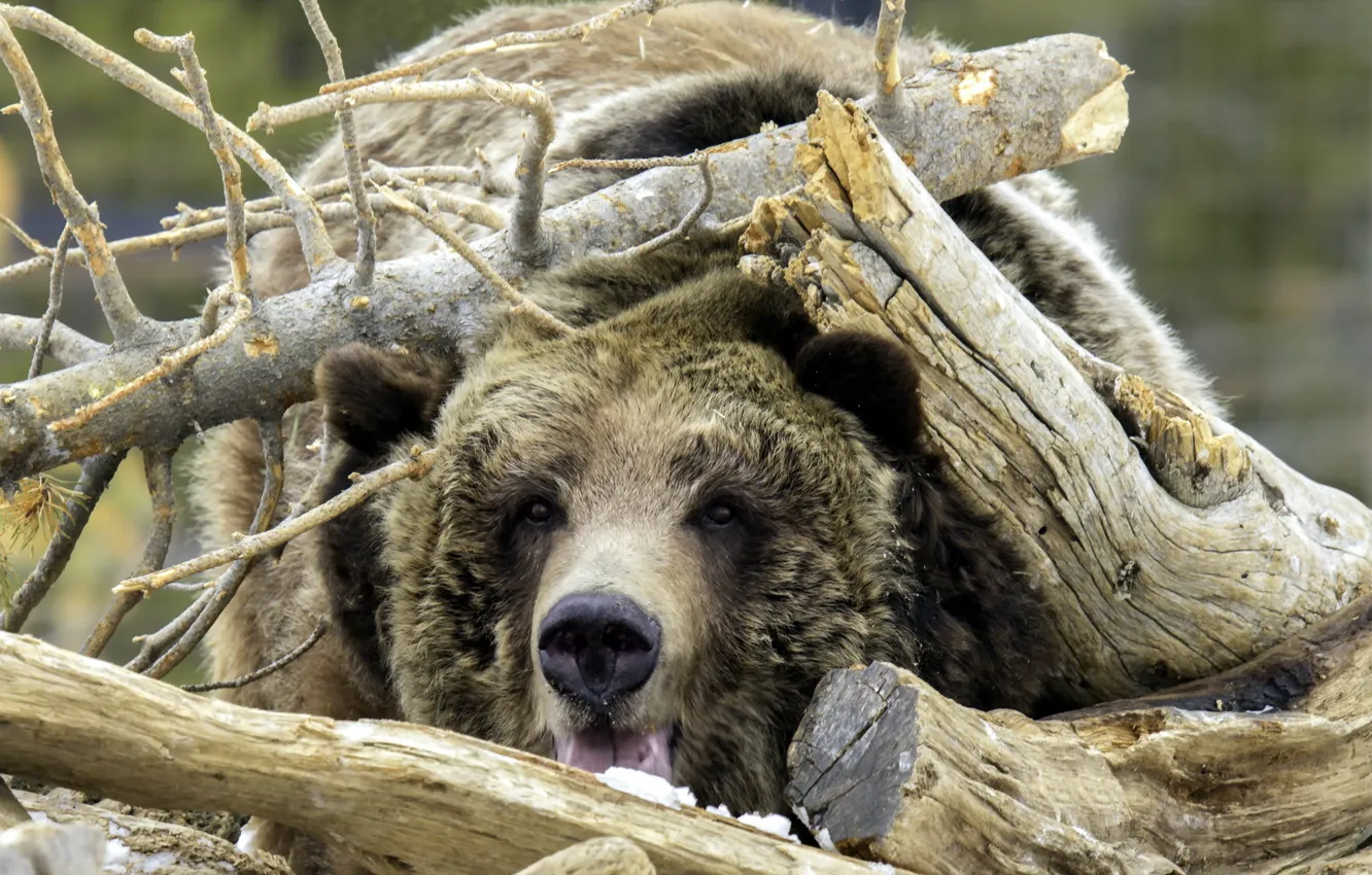 Фото обои медведь, маскировка, проирода