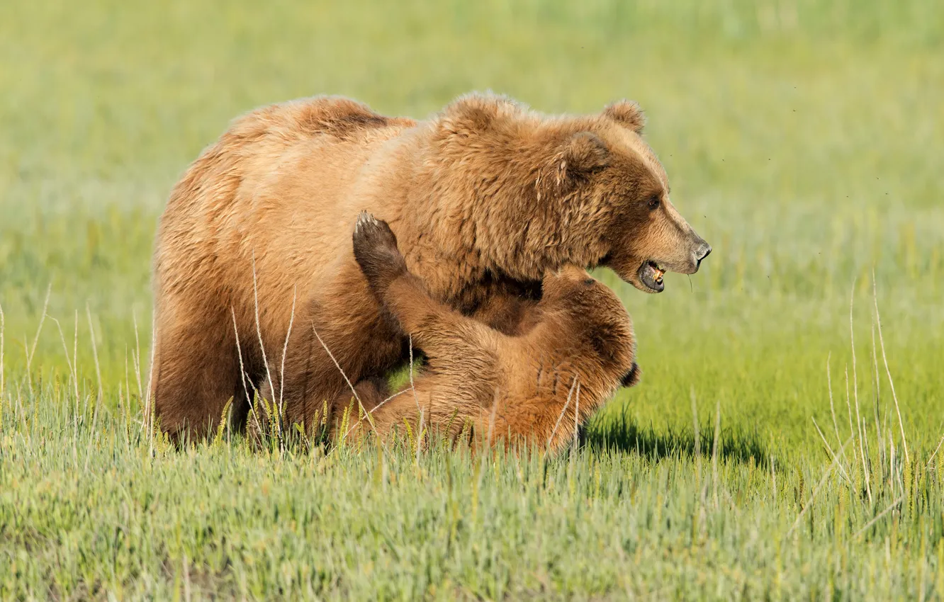 Фото обои трава, поляна, игра, медведи, медвежонок, медведица