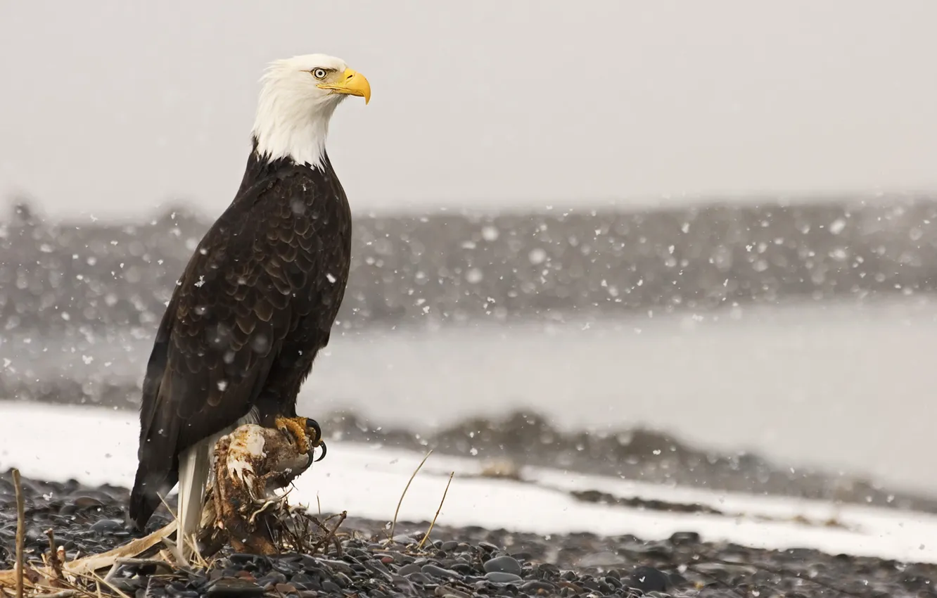 Фото обои снег, камни, птица, орел, корень, пень, белоголовый орлан