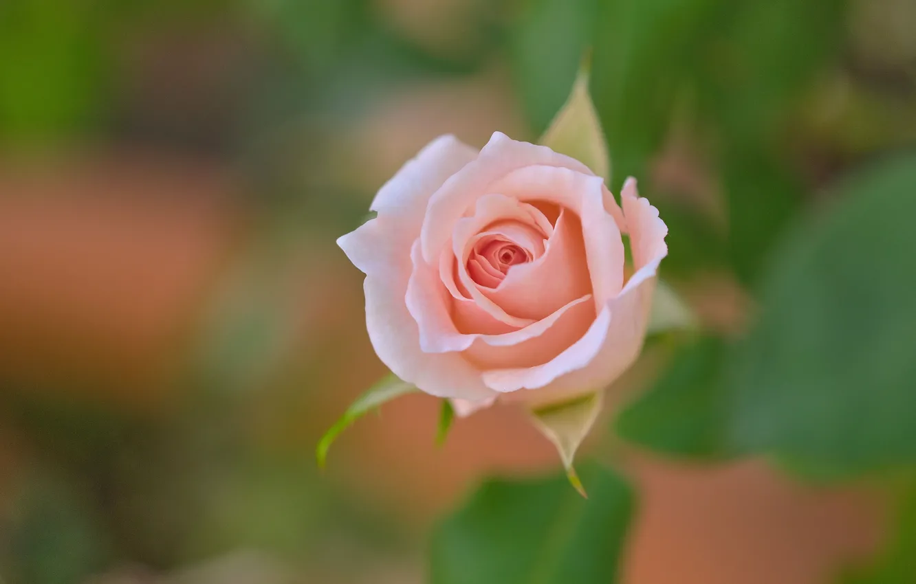 Фото обои фон, розовая, роза, бутон