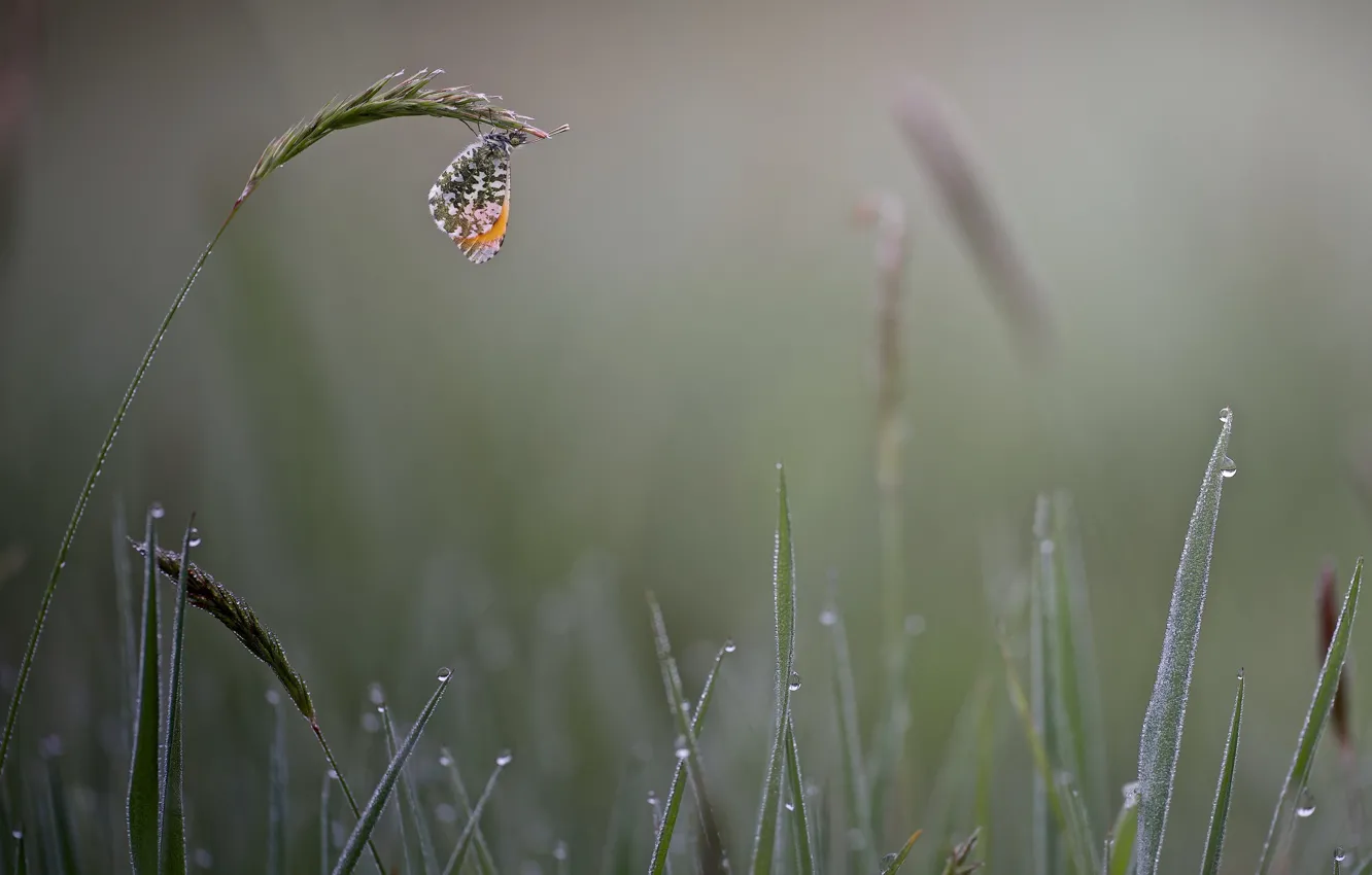 Фото обои трава, капли, туман, роса, бабочка, утро, колоски