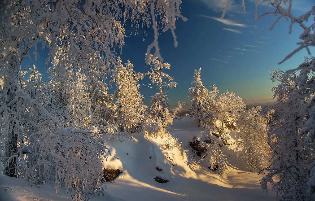 Фото обои лес, небо, снег, Зимний лес