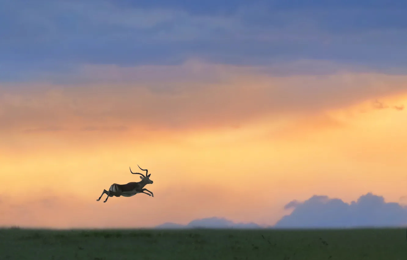 Фото обои прыжок, саванна, Африка, jump, Africa, savannah, антилопа, antelope
