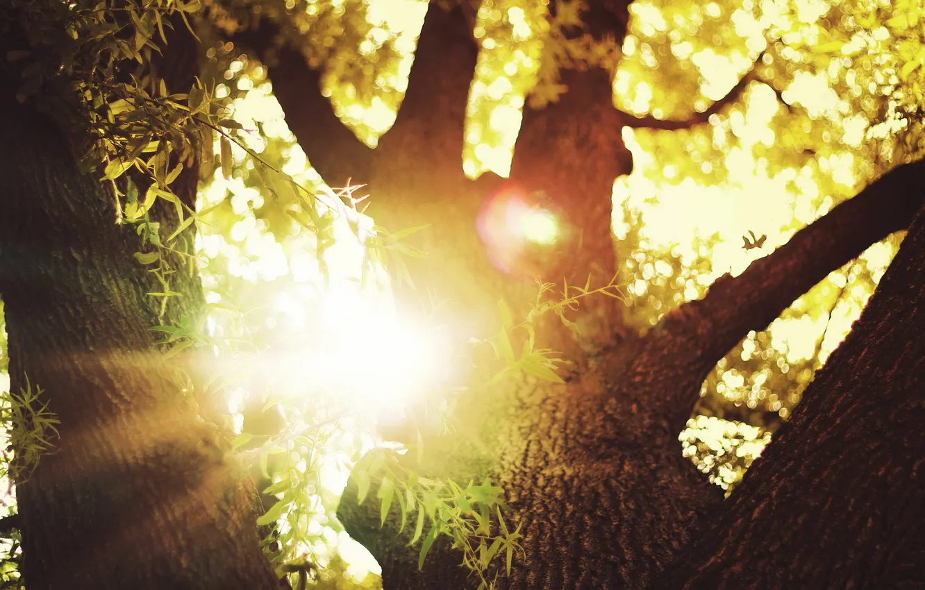 Фото обои свет, природа, дерево