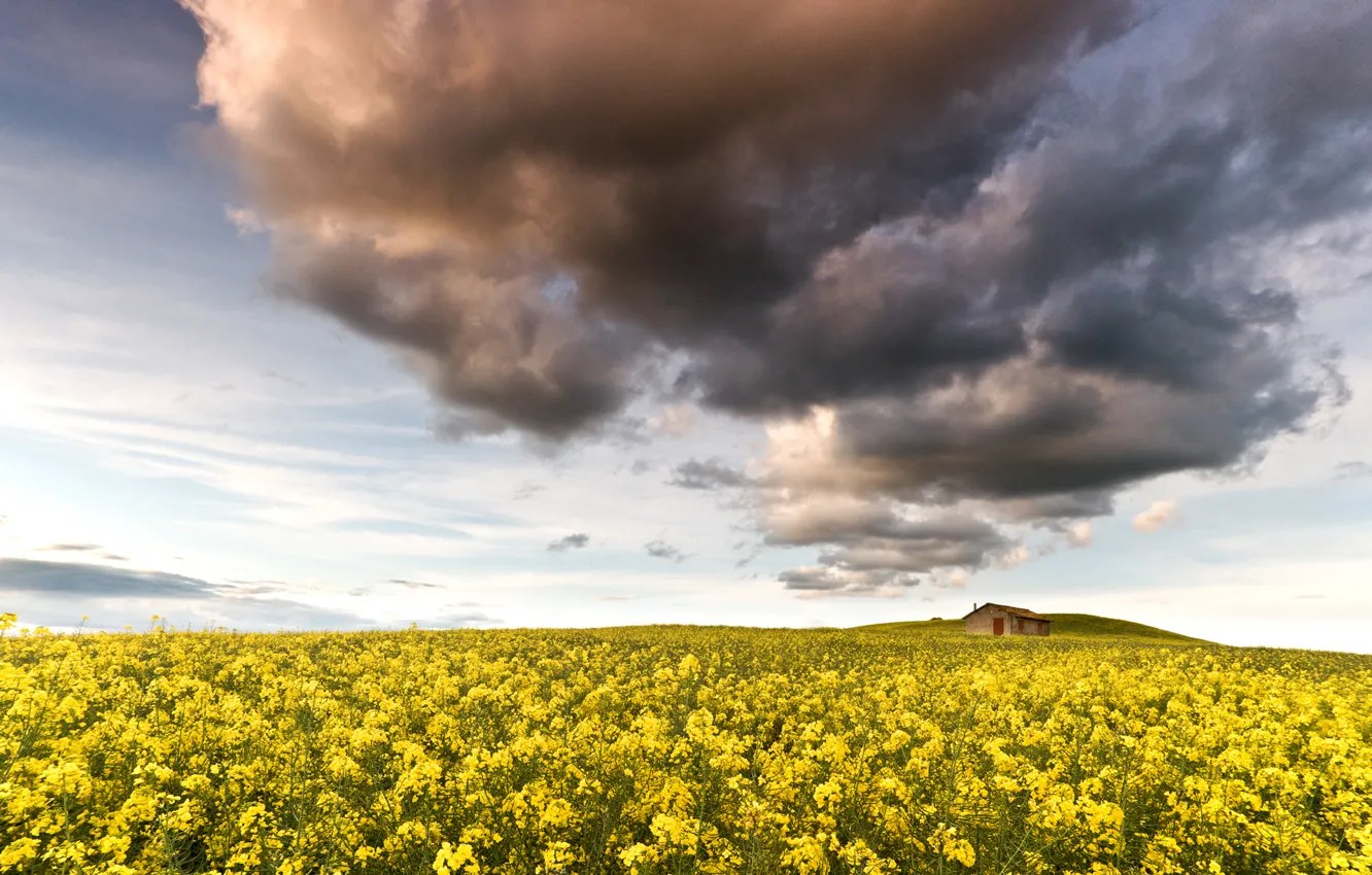 Фото обои поле, небо, облака, цветы, природа, домик, жёлтые, рапс
