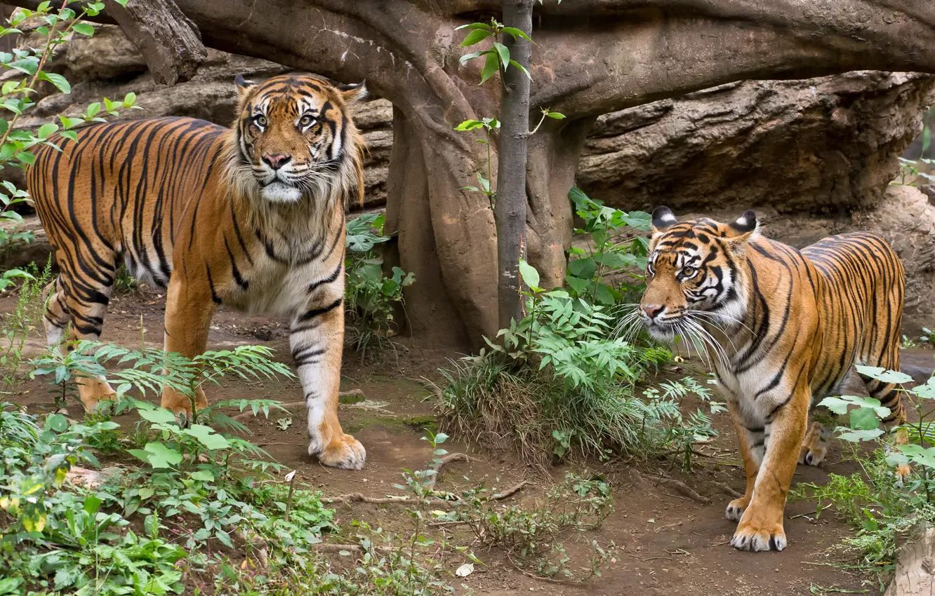Фото обои кошка, трава, тигр, пара, суматранский