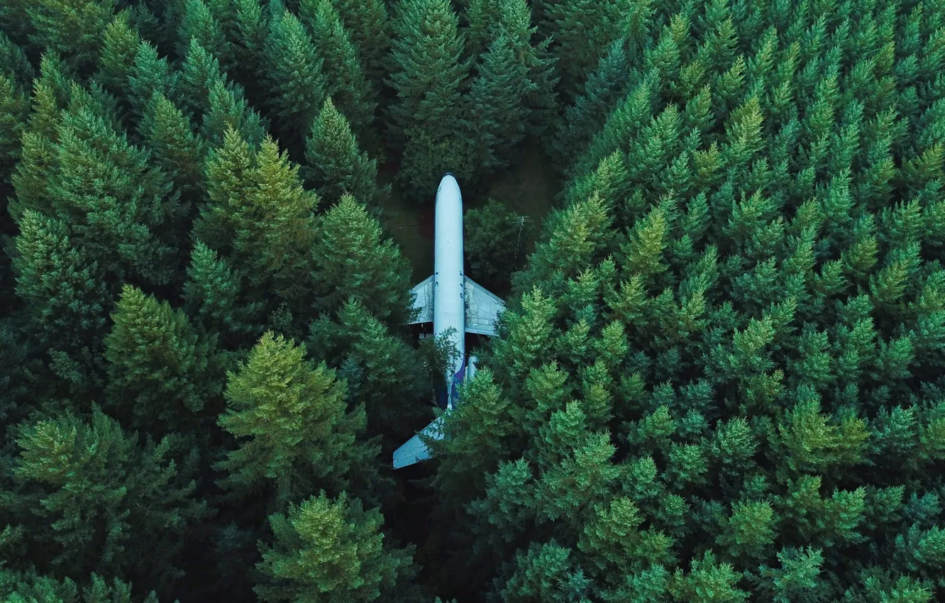 Фото обои trees, airplane, top view
