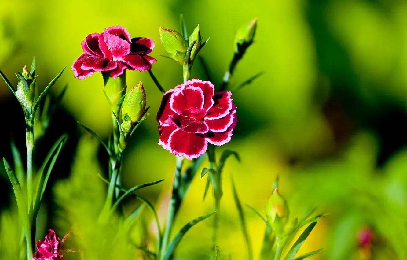 Фото обои цветы, яркие, гвоздики