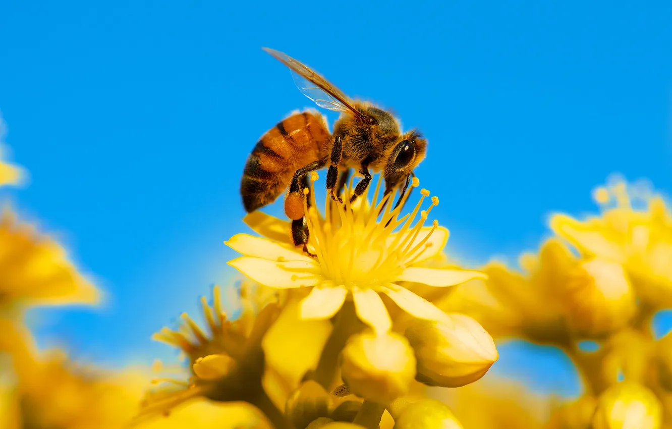 Фото обои небо, цветы, пчела, насекомое