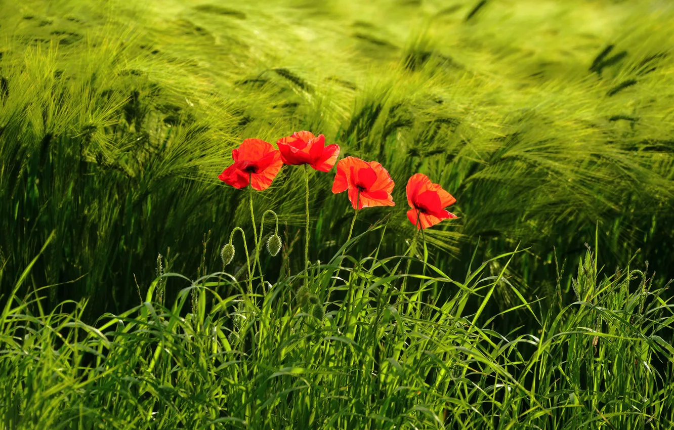 Фото обои поле, трава, цветы, маки, колосья