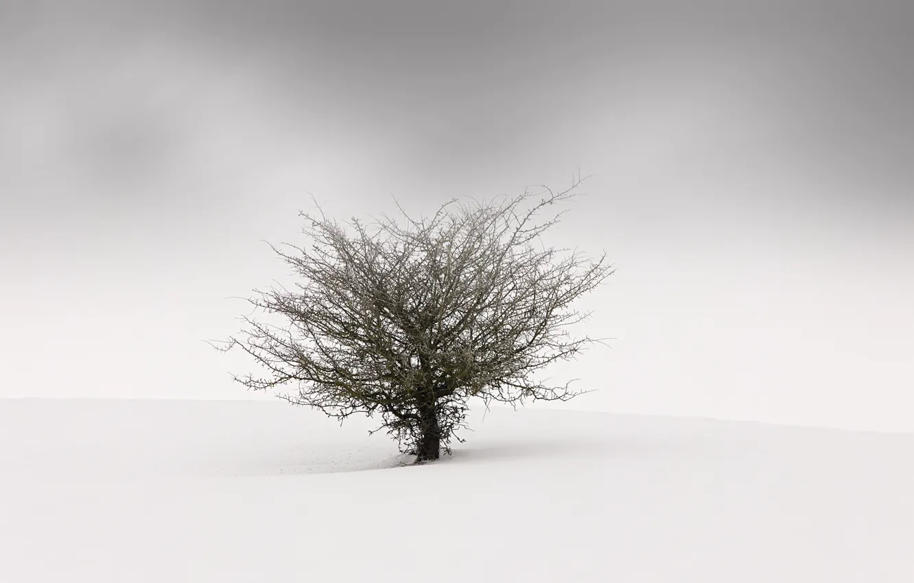 Фото обои туман, фон, дерево