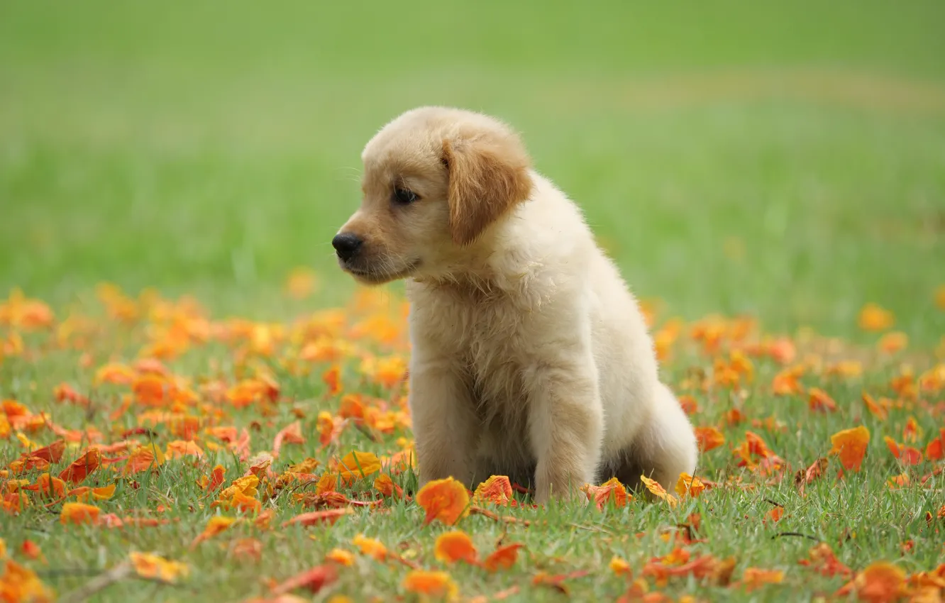 Фото обои трава, цветы, парк, милый, щенок, golden, лужайка, puppy