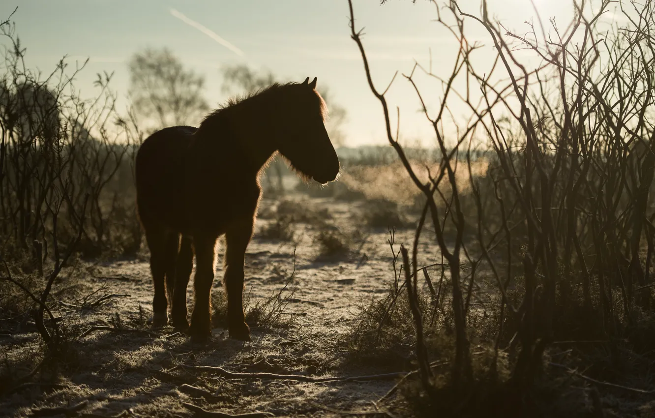 Фото обои осень, небо, свет, ветки, природа, конь, лошадь, силуэт