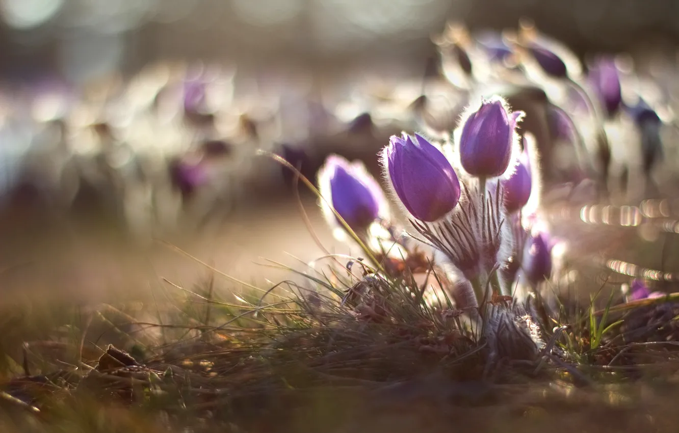 Фото обои свет, цветы, поляна, весна, розовые, боке, прострел