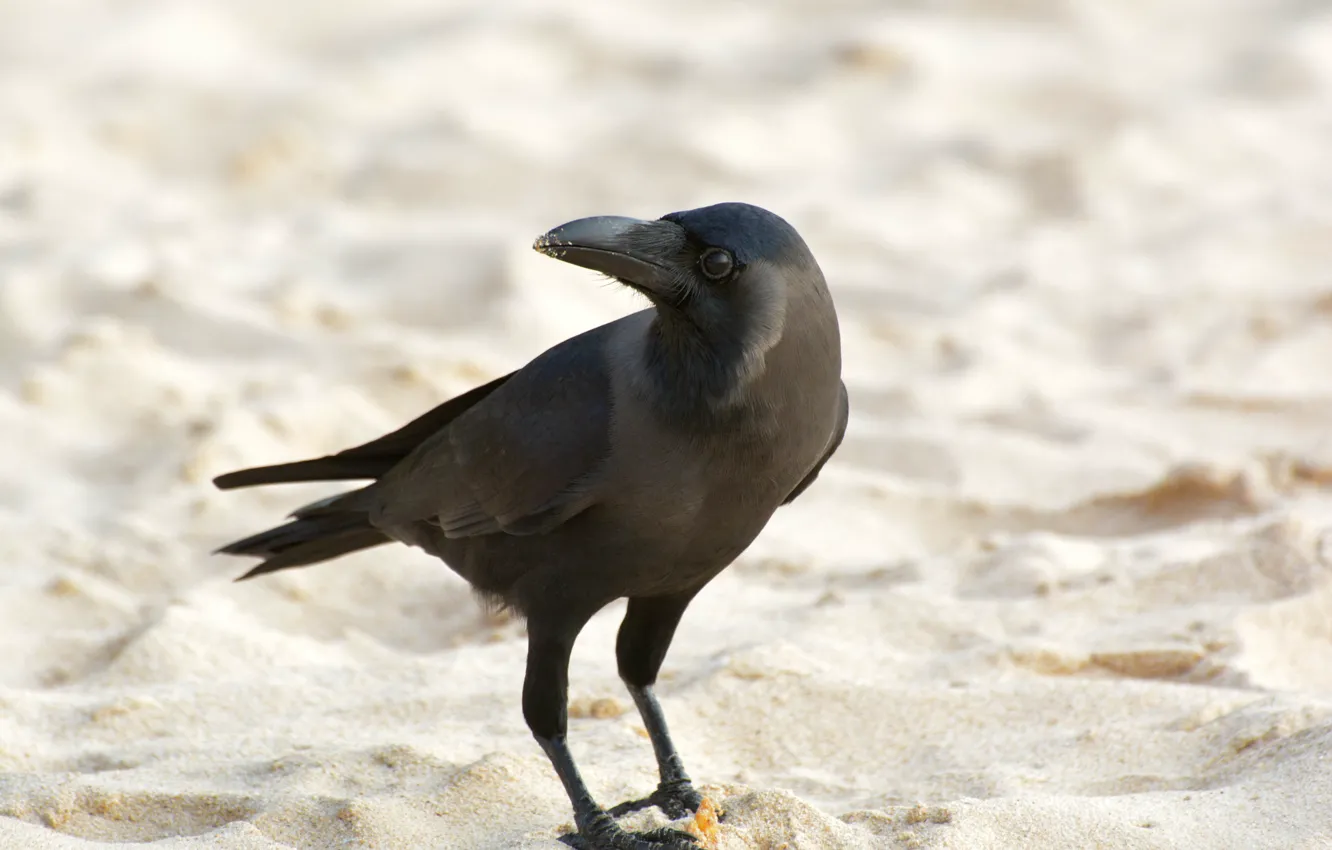 Фото обои птица, ворон, на пляже, Шри-ланка
