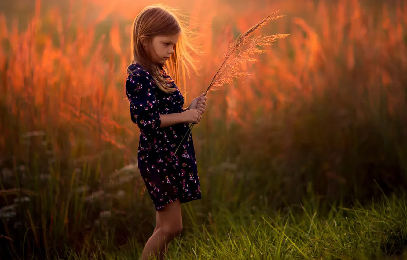 Фото обои закат, девочка, травинка