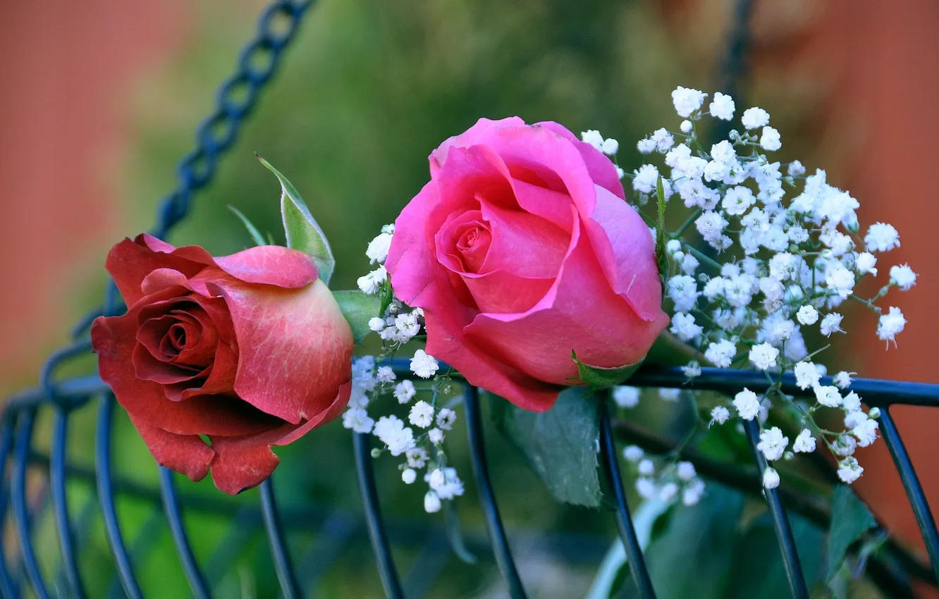 Фото обои розы, бутоны, гипсофила