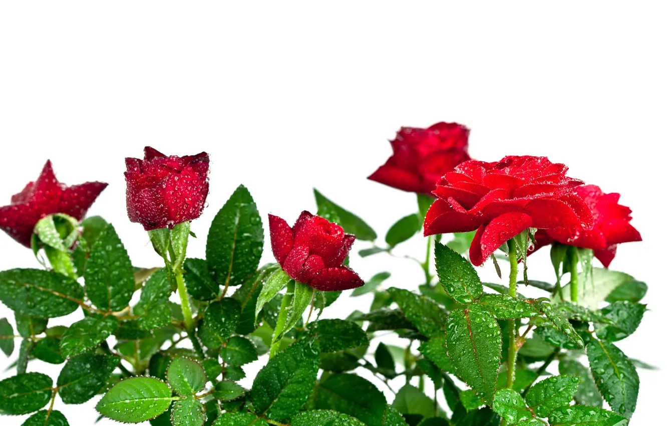 Фото обои белый, капли, фон, розы, букет, воды, красные