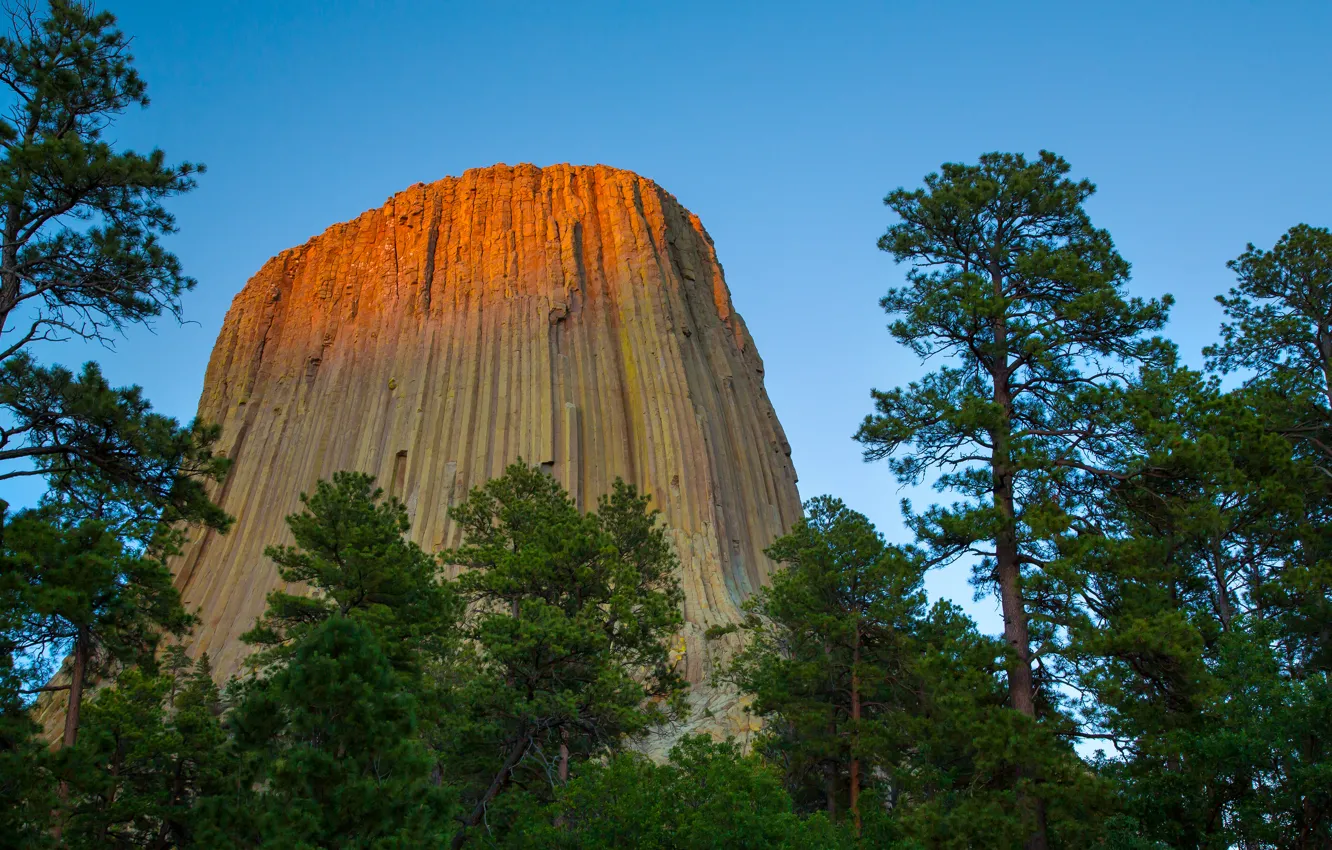 Фото обои деревья, скала, Вайоминг, USA, США, Wyoming, Devils Tower