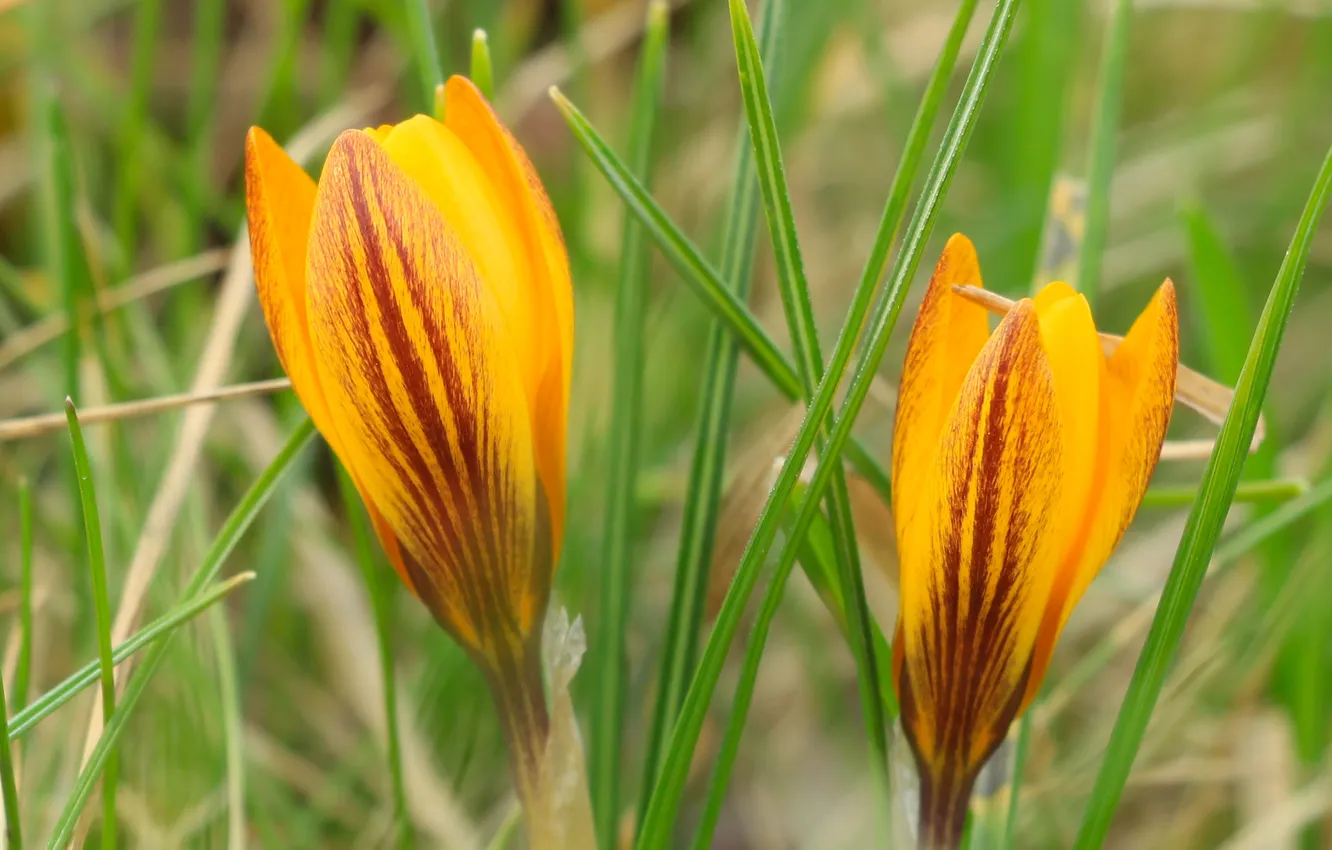 Фото обои flower, yellow, crocus