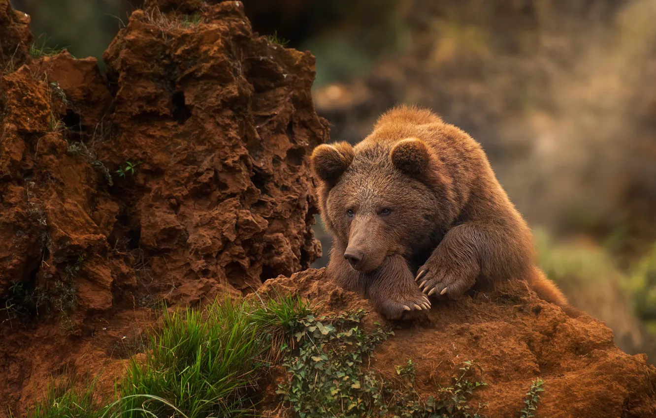 Фото обои отдых, медведь, Топтыгин