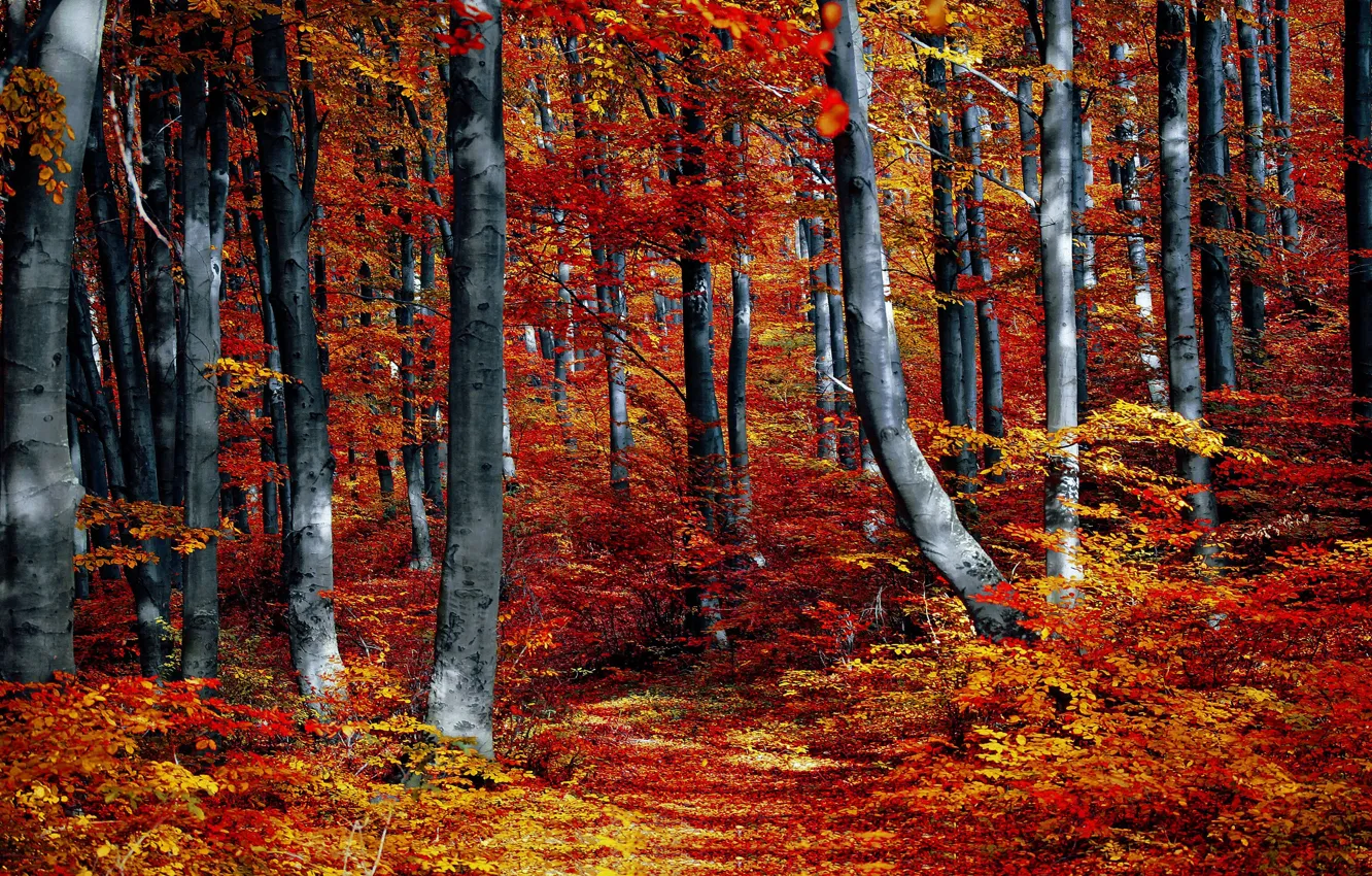 Фото обои осень, лес, листья, деревья, ветки, парк, листва, красные